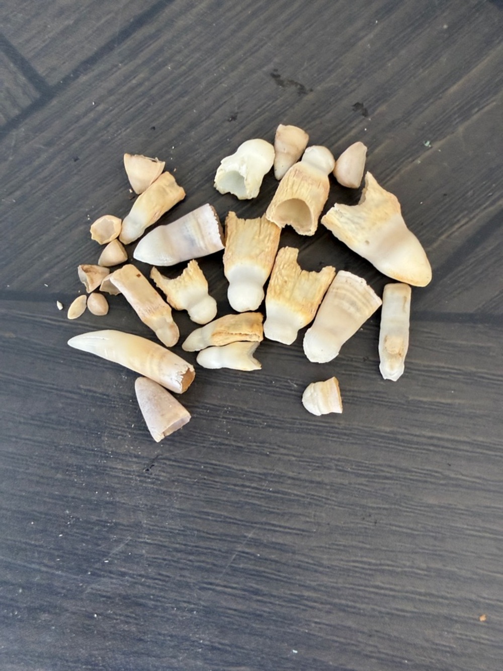American Alligator Teeth Lot - Natural Cream and Tan Pieces